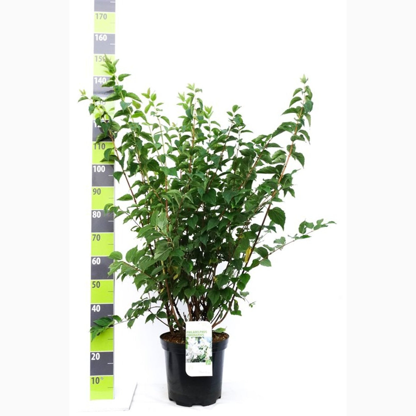 Schersmin – Philadelphus coronarius - C12 100-125 CM